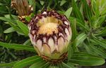 Protea lepidocarpodendron, the Black-bearded Sugar Bush (10699764063).jpg