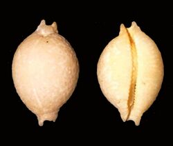 Pustularia cicercula.shell001.jpg