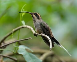 RABO-BRANCO-DE-GARGANTA-RAJADA (Phaethornis eurynome).jpg