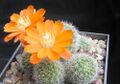 Rebutia pulvinosa 1.jpg