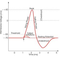 Relabeled action potential.jpg