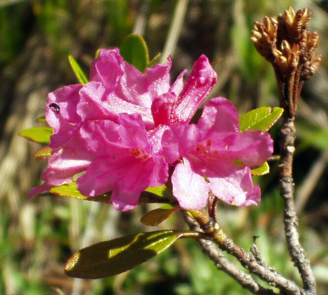 File:Rhododendron ferrugineum.JPG
