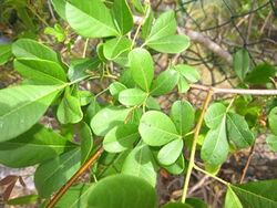 Rhus longipes-leafs.jpg