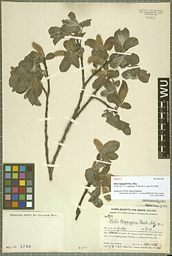 Salix coggygria.jpg