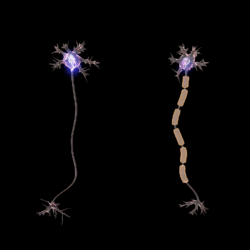 Saltatory Conduction.gif