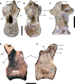 Sanpasaurus dorsal vertebra.png