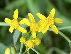 Senecio linearifolius 01.jpg