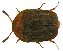 Sericoderus lateralis (Gyllenhal, 1827) (5327380092).png