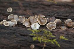 Simocybe centunculus, American Simocybe.jpg