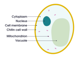 Cross-sectional 2D diagram of a yeast cell