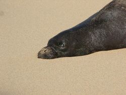 A Hawaiian monk seal observed in Kauai