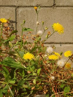 Sonchus brachyotus 5.JPG