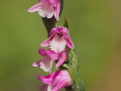 Spiranthes australis.jpg