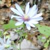 S. shortii, 1 October 2017, at edge of forested limestone bluffs, on the West Fork of the Red River at the Clarksville Greenway, Montgomery County, Tennessee, US.