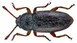 Telmatophilus caricis (Olivier, 1790) (14831116351).png