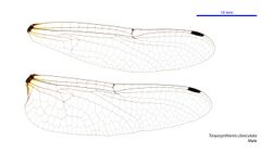 Tonyosynthemis claviculata male wings (34252119373).jpg