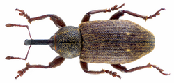 Tournotaris bimaculatus (Fabricius, 1792) Syn.- Notaris bimaculatus Fabricius,1787 (13110834114).png