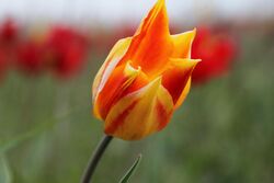 Tulip in Manych-Gudilo protected area.jpg