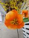 Tulipa Orange Emperor flower interior.jpg