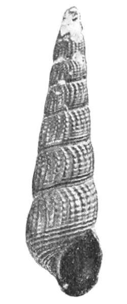 Tylomelania toradjarum shell.png