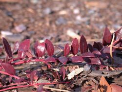 Vaccinium crassifolium.jpg