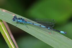 Variable damselfly (Coenagrion pulchellum) male 2.jpg