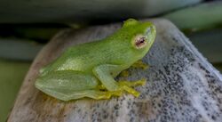 Water lily reed frog.jpg