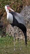 Grey-and-black crane with white neck and wattled red face