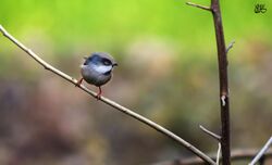 White-cheeked bushtit.jpg