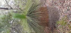 Xanthorrhoea with full leaf skirt.jpg