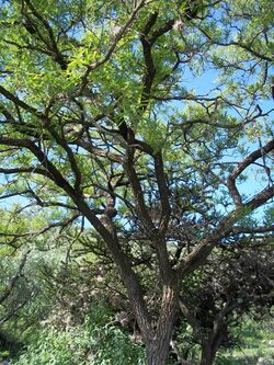 Árbol palo dulce del cerro Mesa Ahumada.JPG