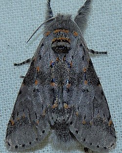 - 7937 – Furcula cinerea – Gray Furcula Moth (16038070988).jpg