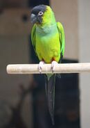 A green parrot with a black face and forehead