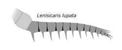 20210513 Radiodonta frontal appendage Lenisicaris lupata.png