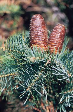 Abies concolor cones.jpg