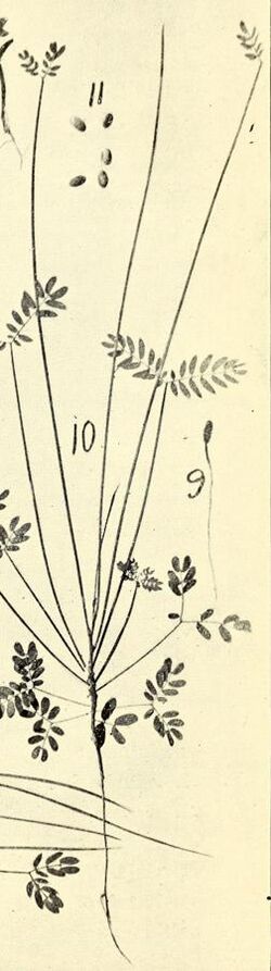 Acacia juncifolia (14592121100).jpg