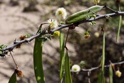 Acacia reficiens-1557 - Flickr - Ragnhild & Neil Crawford.jpg