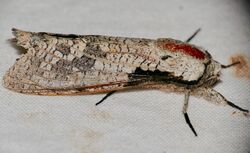 Aethalopteryx squameus 93382976.jpg