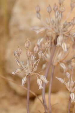 Allium desertorum 1.jpg
