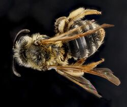 Andrena bisalicis, female, back 2012-08-06-17.48.06 ZS PMax (8027484973).jpg