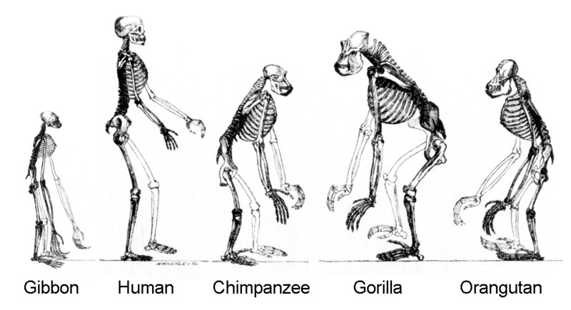 File:Ape skeletons.png