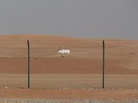 Arabian Oryx Sanctuary.jpg