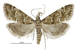Argyria s.l. strophaea female.jpg