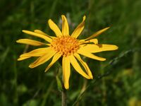 Arnica montana (flower head).jpg