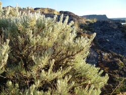 Artemisia rigida 3.jpg