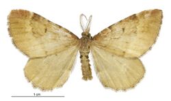 Asaphodes imperfecta male.jpg