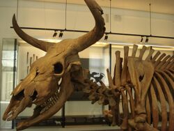 Aurochs, Danish National Museum.jpg