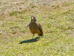 Austral thrush (Falklands subspecies) (Turdus falcklandii falcklandii).jpg