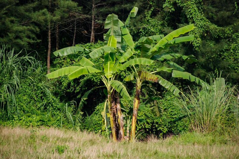 File:Banana trees, Mahamaya Lake (01).jpg