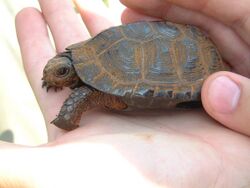 A shaded bog turtle specimen resting in the palm of a person's hand, highlighting its petite size
